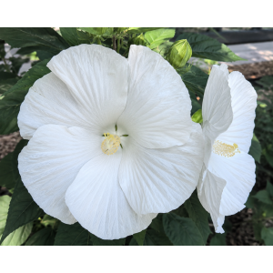 Ibištek bahenný (Hibiscus moscheutos) ‘EXTREMA PURE WHITE’ - výška 30-40 cm, kont. C3L